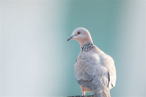 Pigeon is a Dove