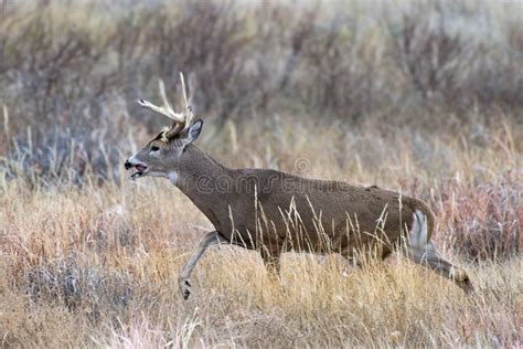 Colorado Wildlife Wild Deer On The High Plains Of Colorado White