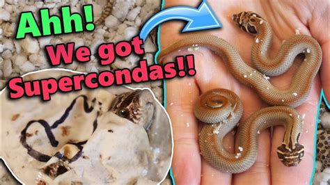 Baby Hognose Snakes Hatching!! - YouTube