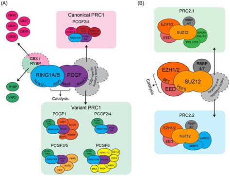 A Diverse Repertoire Of Mammalian Polycomb Repressive Complexes A The