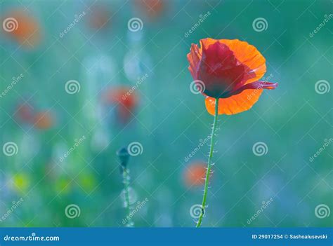 Flores Da Papoila Da Flor No Prado Foto De Stock Imagem De Planta