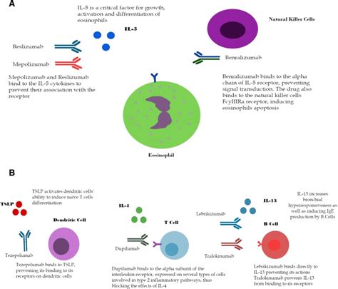 Monoclonal Antibodies In Type 2 Asthma A Systematic Review And Network Meta Analysis