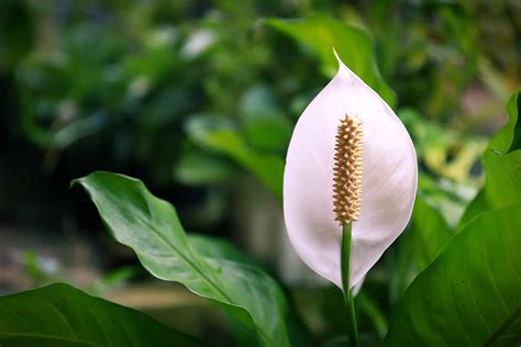 The Various Flowering Stages of a Peace LiLy - Plantglossary