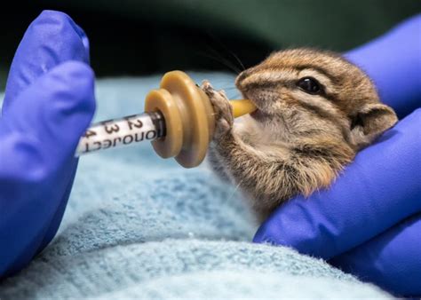 Get Involved Greenwood Wildlife Rehabilitation Center