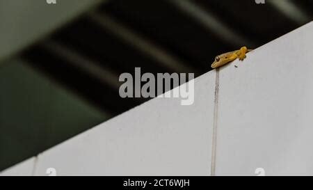 Common House Geckos On House Wall Rajasthan India Hemidactylus