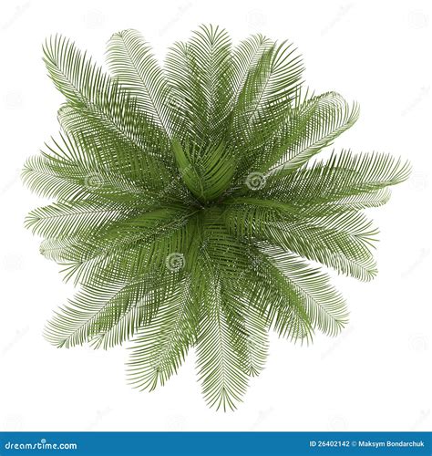 Top View Of Oil Palm Tree Isolated On White Stock Illustration