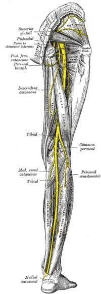 Sciatic Nerve Injury - Physiopedia