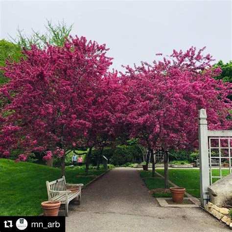 Cercis Canadensis Commonly Known As Redbud Eastern Redbud Western