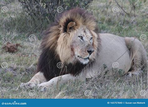 Male Lion Resting after Feeding Stock Photo - Image of big5, feeding ...