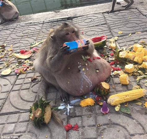 Obese Monkey Nicknamed Uncle Fatty Is Seen In Thailand Daily Mail