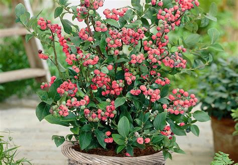 Blueberry Plant Flowers