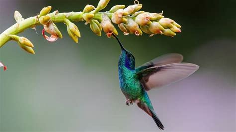 When Do Hummingbirds Leave Missouri – Hummingbirds Info