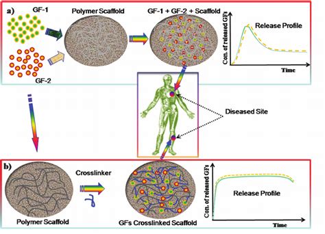 Schematic Illustration Of Methods For Immobilization Of Bioactive