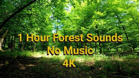 Relaxing Forest Sounds With Birds And Wind 1 Hour No Music Youtube