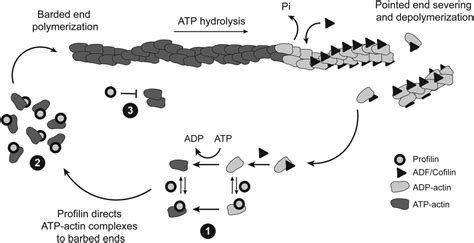 Profilin As A Dual Regulator Of Actin And Microtubule Dynamics Pinto