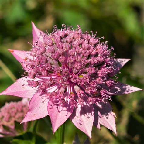 Striking Pink Astrantia Bulbs For Sale Online Roma Easy To Grow Bulbs