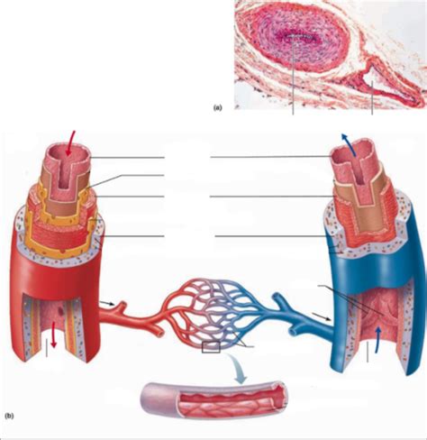 A P 2 Lab Practical 1 1 Diagram Quizlet