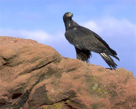 Golden Eagle On A Rock Eagles Birds Of Prey Nature