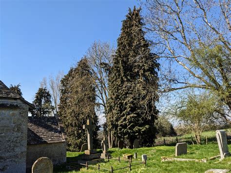 Trees At St John The Baptist Church Fabian Musto Cc By Sa