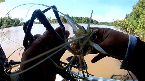 Mancing Udang Hari Panas Babon Jenggo Apek Nya Naik Berturut Naik