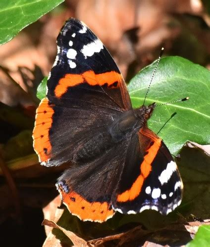 Almirante Rojo Vanessa Atalanta Picture Insect