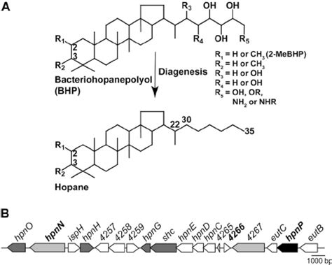 (A) Generalized structure of hopanoids (bacteriohopanepolyol [BHP ...