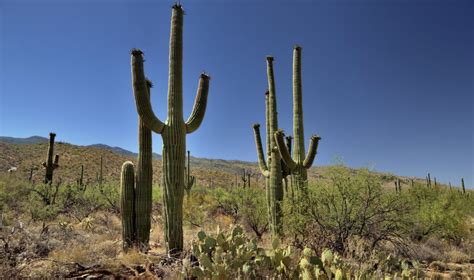 Carnegiea Gigantea | Giant Saguaro Cactus