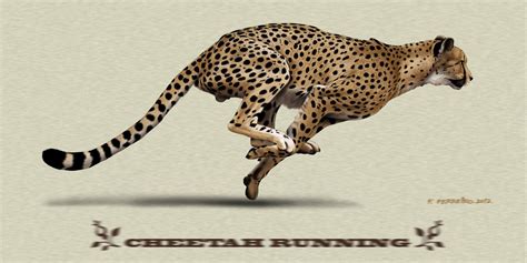 18++ Cheetah running info