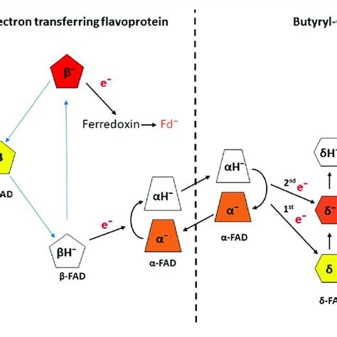 Scheme Of Electron Bifurcation In The Etfab Bcd Complex The