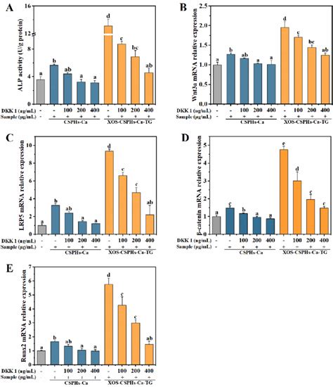 Effects of Wnt β catenin signaling pathway inhibitor DKK 1 on the