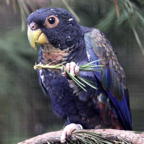 Bronze Winged Pionus Pet Birds Pionus Parrot