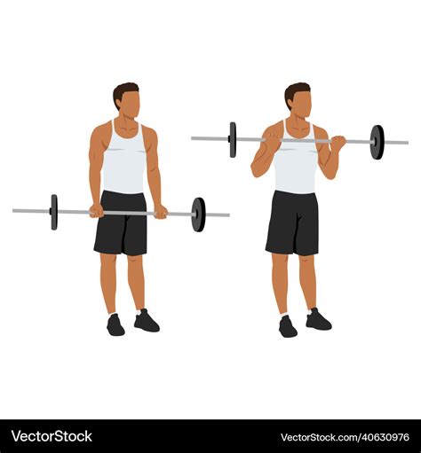 Barbell curls exercise standing bicep curl Vector Image