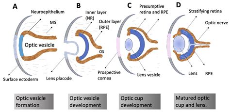 Embryonic Retina Self Organization In Vivo Encyclopedia Mdpi