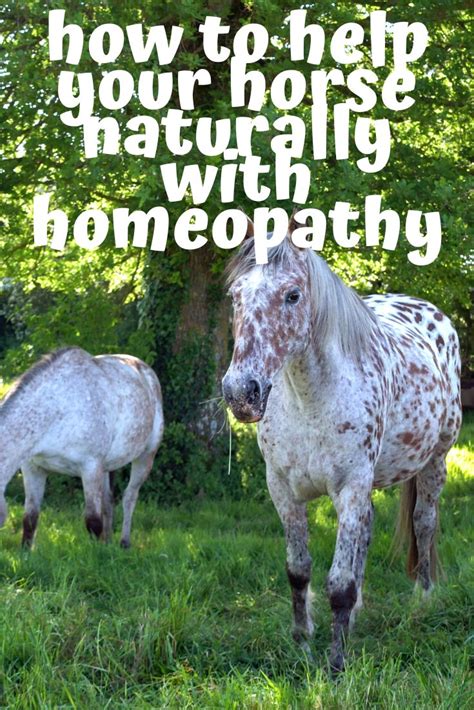 How To Help Your Horse Naturally With Homeopathy Horses Vet Medicine