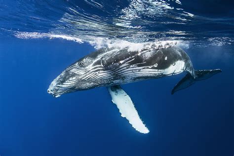 Humpback Whale Calf Photograph by Cédric Péneau - Fine Art America