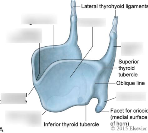 Larynx Diagram Quizlet