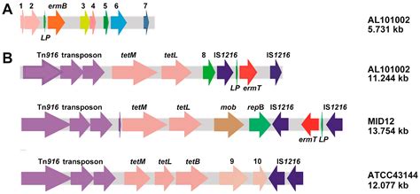 Ijms Free Full Text Inducible Expression Of Both Ermb And Ermt