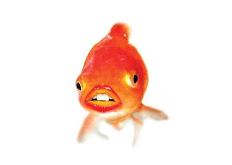 Do Goldfish Have Teeth (And do they bite?) - Fish Keeping Academy