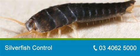 Silverfish Control Melbourne | Pro Pest Control Melbourne