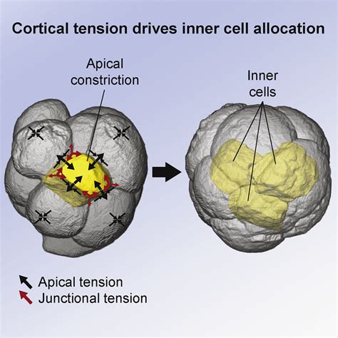 Cortical Tension Allocates The First Inner Cells Of The Mammalian