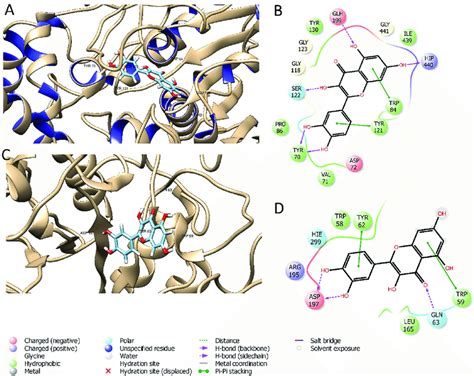 The Best Docking Pose Of Quercetin Bound To Ache A And C And To