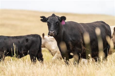 Premium Photo Stud Beef Bulls Cows And Calves Grazing On Grass In A