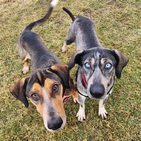 Andes and Reeses - Homeward Bound: Addison County’s Humane Society