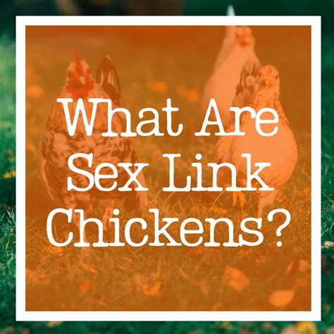 ¿qué Son Los Pollos Sex Link Pol Y Edro