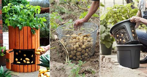 Techniques Pour Cultiver R Colter Des Pommes De Terres Au Jardin