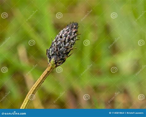 Overblown Ribwort Plantain Flower - Plantago Lanceolata Stock Photo ...