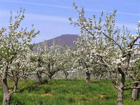 Johnsons Orchard Lyh Lynchburg Tourism