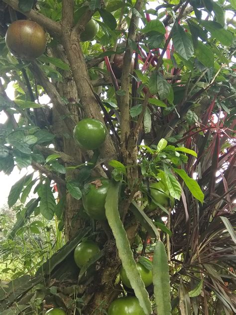 Buah Mojo Maja Banyak Manfaatnya Pohon Ini Ada Di Ponpes Tauhid Al