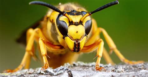 Yellow Jacket Sting Hand