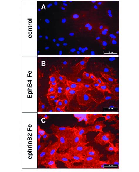 Detection Of Ephb4 And Ephrinb2 Binding Sites On Cultured Huvecs By Download Scientific Diagram